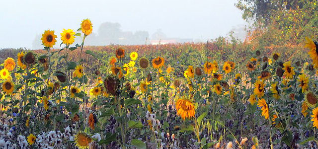 suffolk holiday cottage with best view