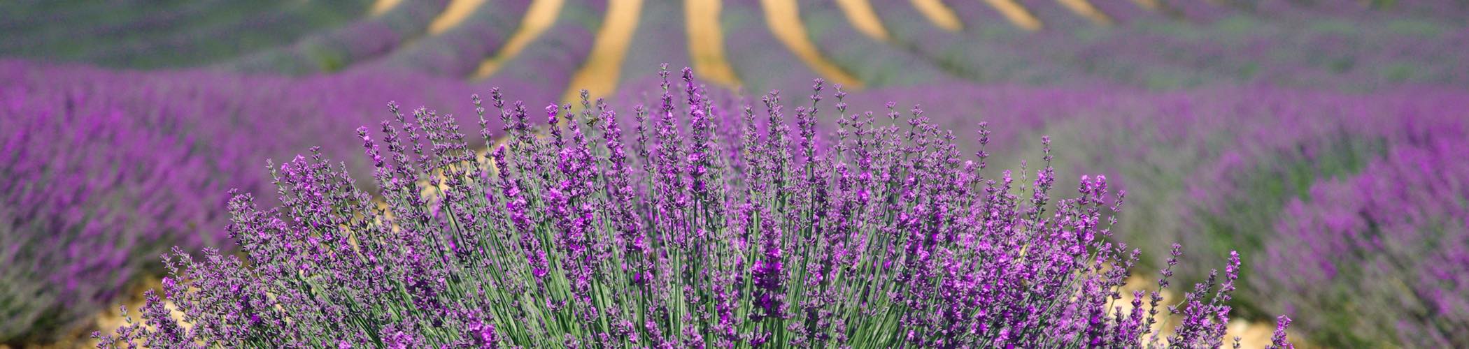 french lavender romantic breaks france