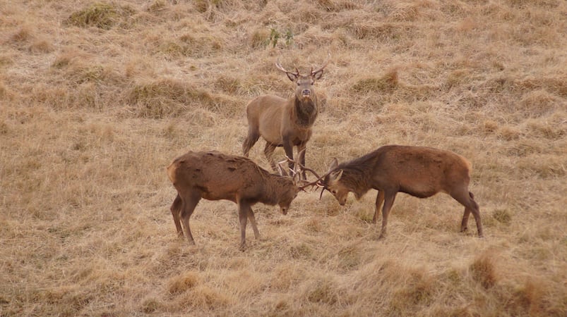 Forester’s Lodge, Ardnamurchan