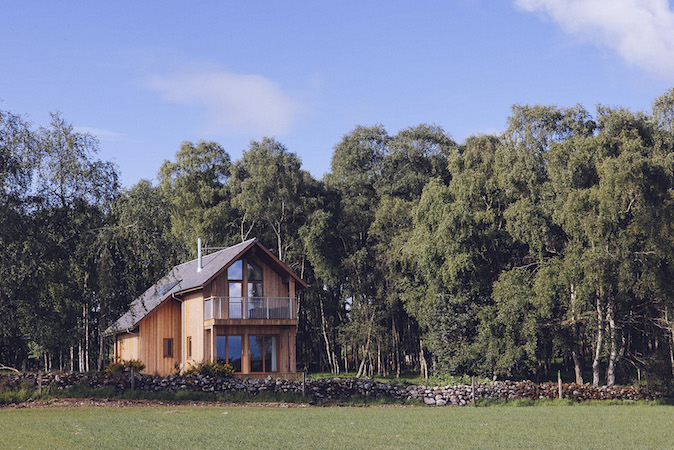 Silver Birch at The Mains, near Inverness