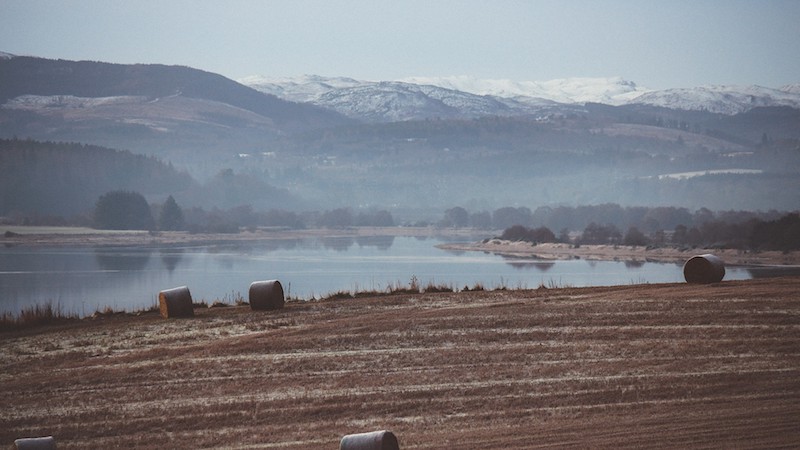 Silver Birch at The Mains, near Inverness