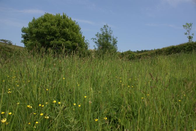 The Owlery at Dittiscombe